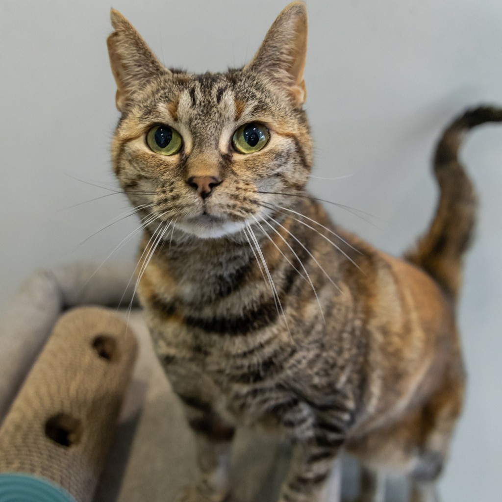 Adoption Program With Animal Welfare League Greenwood Academy adoption-program-with-animal-welfare-league-greenwood-academy